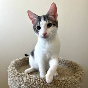 Rescue Domestic Short Hair Cats for Adoption in Los Angeles, California - Tango | PetCurious