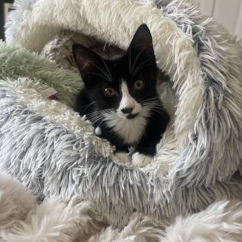 Cece -  American Shorthair Cat for Adoption in Medford, Massachusetts - Cece | PetCurious