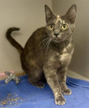 FURCULA -  Domestic Short Hair Cat for Adoption in Kalamazoo, Michigan - FURCULA | PetCurious