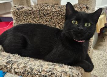 Rescue Domestic Short Hair Cats for Adoption in Fremont, Ohio - Margo | PetCurious