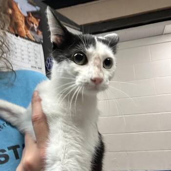 Domestic Short Hair Cats Available for Adoption in Newport, North Carolina - Sprout | PetCurious