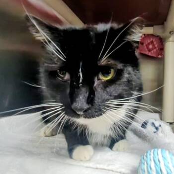 Domestic Short Hair Cats Available for Adoption - Pablo | PetCurious