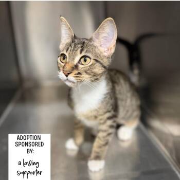 Willow 7861 -  American Shorthair Cat for Adoption in Hamilton, Georgia - Willow 7861 | PetCurious