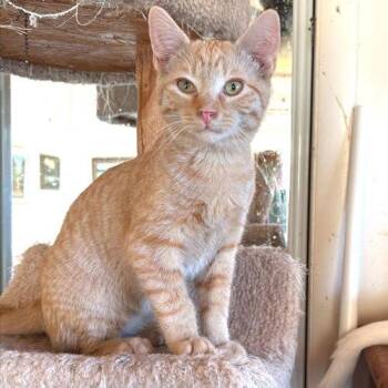 Tabby Cats Available for Adoption - Larry | PetCurious