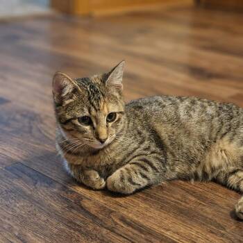 Domestic Short Hair Cats Available for Adoption - Dusty | PetCurious