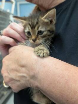 Rescue Domestic Short Hair Cats for Adoption in Rustburg, Virginia - Autumn - At Shelter | PetCurious