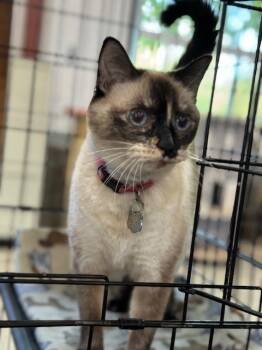 Rescue Siamese Cats for Adoption in Harrisville, Utah - SQUIRT | PetCurious