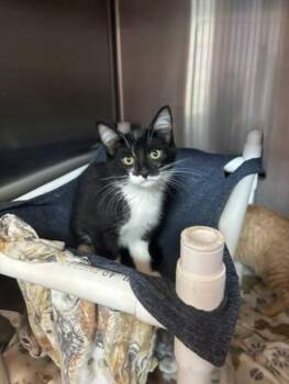 Loki -  Domestic Short Hair Cat for Adoption in Santa Rosa, California - Loki | PetCurious