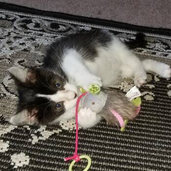 FOUND in Medford, MN (Zoe Oliver) -  Domestic Short Hair Cat for Adoption in Rochester, Minnesota - FOUND In Medford, MN (Zoe Oliver) | PetCurious