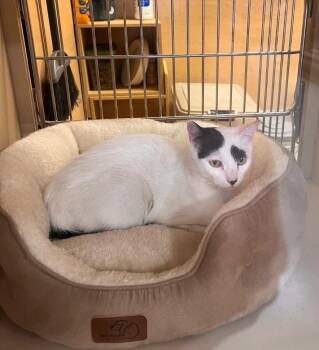 Mama Dot -  Domestic Short Hair Cat for Adoption in Reno, Nevada - Mama Dot | PetCurious