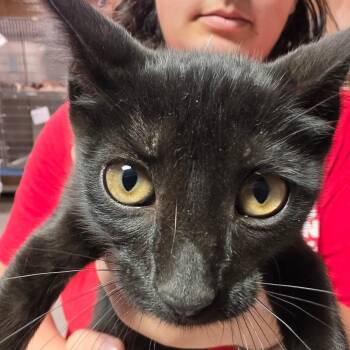 Heidi -  Domestic Short Hair Cat for Adoption in Leander, Texas - Heidi | PetCurious