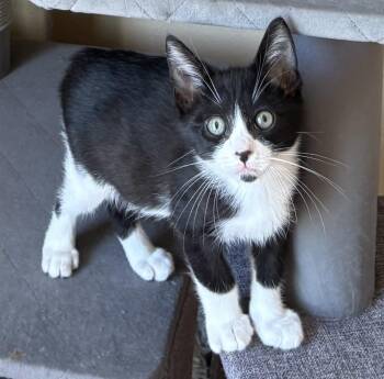 Domestic Short Hair Cats Available for Adoption in Stockton, California - Pugsley INDOOR ONLY  | PetCurious