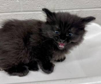 ORION -  Domestic Long Hair Cat for Adoption in Derwood, Maryland - ORION | PetCurious