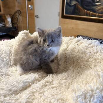 Domestic Medium Hair Cats Available for Adoption in Jurupa Valley, California - Ratatouille  | PetCurious