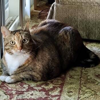 Matilda -  Domestic Short Hair and Tabby Cat for Adoption in Black Mountain, North Carolina - Matilda | PetCurious