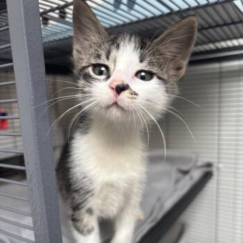 Domestic Short Hair Cats Available for Adoption in Dallas, Texas - Callisto | PetCurious