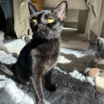 Baby -  Domestic Short Hair Cat for Adoption in Bedford, New Hampshire - Baby | PetCurious