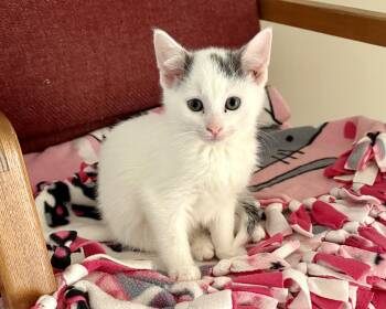 Rescue Domestic Short Hair Cats for Adoption in La Crescent, Minnesota - BODI | PetCurious