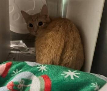 CHARMING -  Domestic Short Hair Cat for Adoption in Anchorage, Alaska - CHARMING | PetCurious