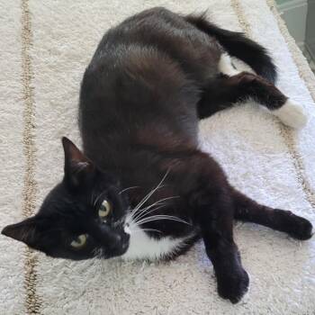 Singer -  Domestic Short Hair Cat for Adoption in Coos Bay, Oregon - Singer | PetCurious