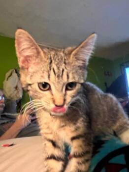 Daisy -  Domestic Short Hair Cat Available for Adoption in Salt Lake City, Utah - Daisy | PetCurious