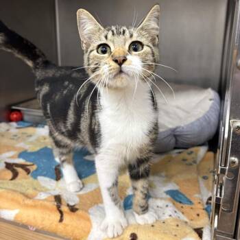 Llorona -  Domestic Short Hair Cat for Adoption in Beaumont, Texas - Llorona | PetCurious