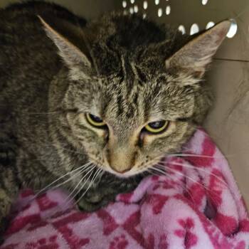 Padme -  Domestic Short Hair Cat for Adoption in Las Vegas, Nevada - Padme | PetCurious