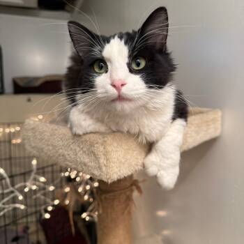 Rescue Domestic Short Hair Cats for Adoption in Buffalo, Minnesota - Thumbs | PetCurious
