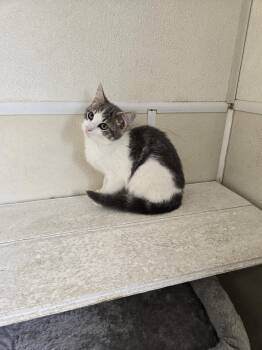 Domestic Short Hair Cats Available for Adoption in Maquoketa, Iowa - DJ | PetCurious
