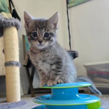 River -  Domestic Short Hair Cat for Adoption in Los Angeles, California - River | PetCurious
