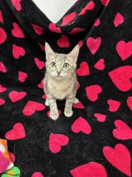 Dilute Tortoiseshell Cats Available for Adoption - Cinder | PetCurious