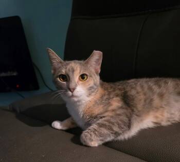Dolly -  Tortoiseshell and Domestic Short Hair Cat for Adoption in Windy Hills, Kentucky - Dolly | PetCurious