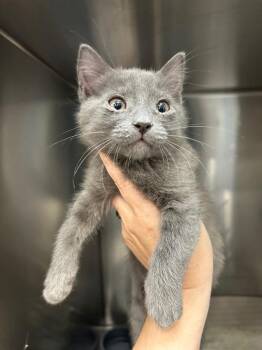 Domestic Short Hair Cats Available for Adoption in Augusta, Georgia - Goober | PetCurious