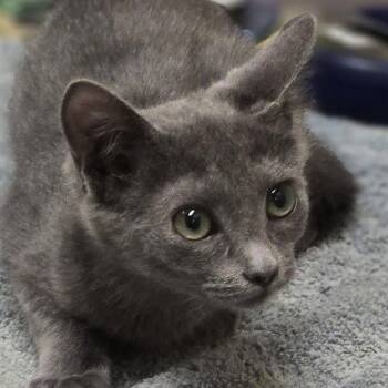 Katarina -  Domestic Short Hair Cat for Adoption in Wickenburg, Arizona - Katarina | PetCurious