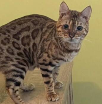 Harvard -  Bengal Cat for Adoption in Gorham, Maine - Harvard | PetCurious