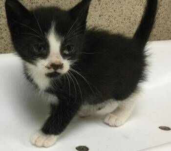 Rescue Domestic Short Hair Cats for Adoption in Riverside, California - MONK | PetCurious