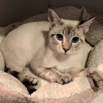 Riley -  Domestic Short Hair Cat for Adoption in Lodi, California - Riley | PetCurious