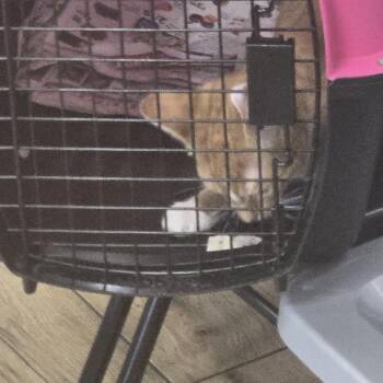 Mateo -  Domestic Short Hair Cat for Adoption in Newark, New Jersey - Mateo | PetCurious