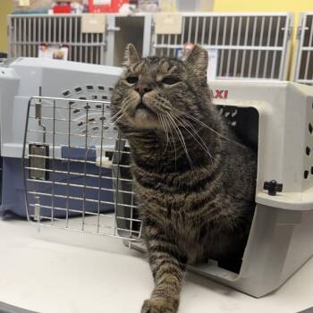 Tony -  Domestic Short Hair Cat for Adoption in Buffalo, New York - Tony | PetCurious