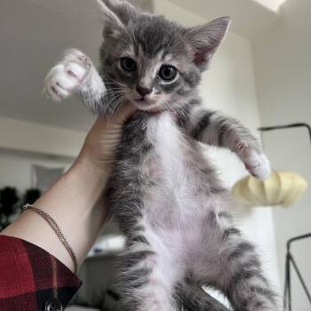 Dolly -  Domestic Short Hair Cat for Adoption in Los Angeles, California - Dolly | PetCurious