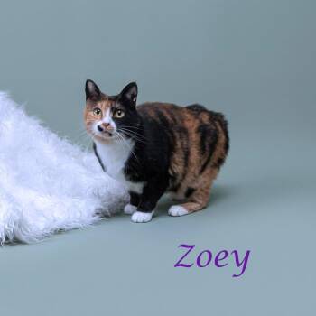 Domestic Long Hair Cats Available for Adoption in Lebanon, Tennessee - Zoey C26-093 | PetCurious