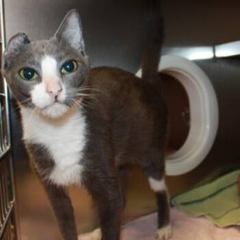 Bertie Botts -  Domestic Short Hair Cat for Adoption in Richmond, Virginia - Bertie Botts | PetCurious