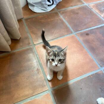 Domestic Short Hair Cats Available for Adoption in Tustin, California - Ariel | PetCurious