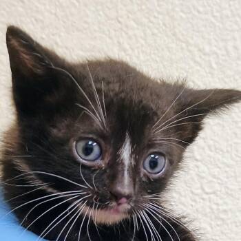 Barry -  Domestic Short Hair Cat for Adoption in Palestine, Texas - Barry | PetCurious