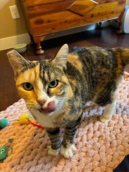 Rescue Domestic Short Hair Cats for Adoption in Las Vegas, Nevada - Lexi | PetCurious