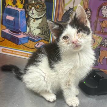 Biscuit -  Domestic Short Hair Cat for Adoption in Morganton, North Carolina - Biscuit | PetCurious
