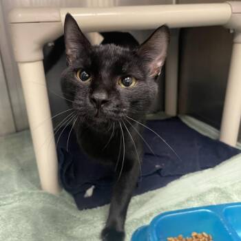 Scurry -  Domestic Short Hair Cat for Adoption in Mentor, Ohio - Scurry | PetCurious