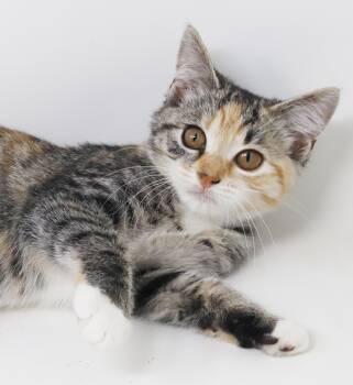 Martha is a dorky doofy rainbow princess -  Torbie and Turkish Van Cat for Adoption in Bedford Hills, New York - Martha Is A Dorky Doofy Rainbow Princess | PetCurious