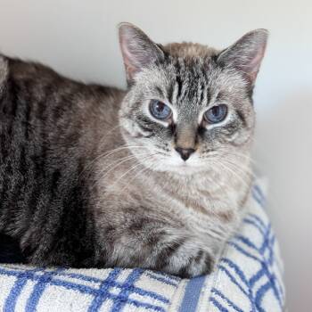 Rescue Domestic Short Hair Cats for Adoption in Fort Wayne, Indiana - Ivy | PetCurious