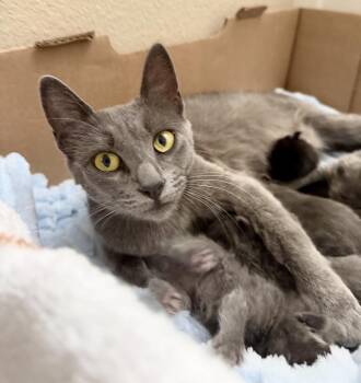 Joanne -  Domestic Short Hair Cat for Adoption in San Juan Capistrano, California - Joanne | PetCurious